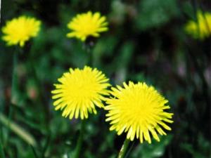 13flower