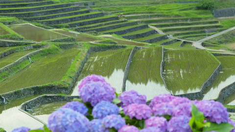 鬼木の棚田20120612_183603_126