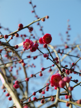 御船ヶ丘梅園20130211_145414_11