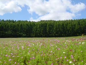 cosmos