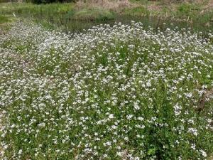 7flower