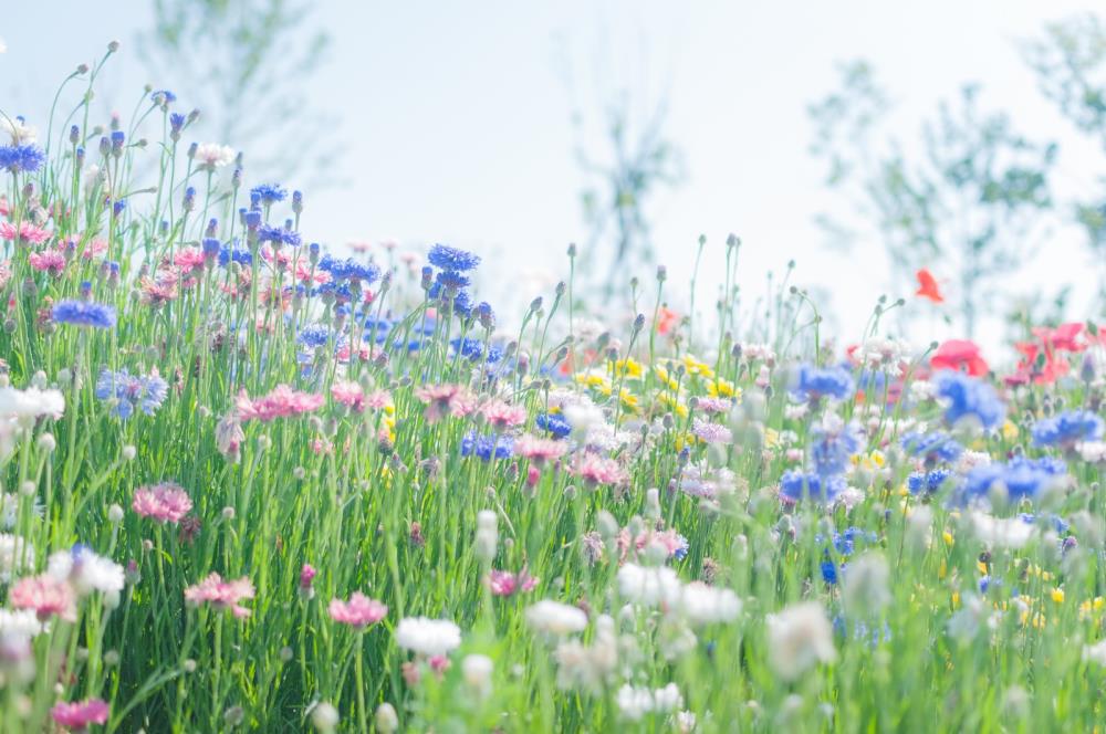 花畑