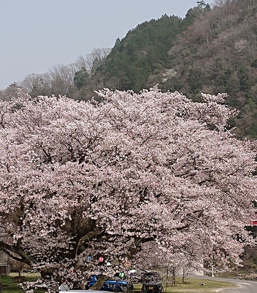 広島城　桜