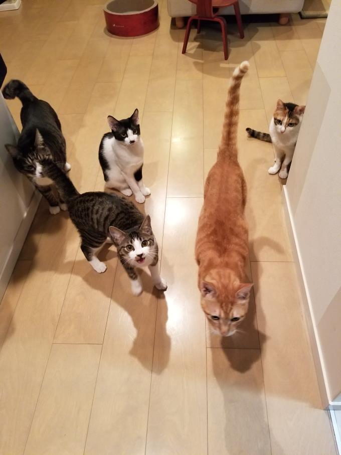 猫集合