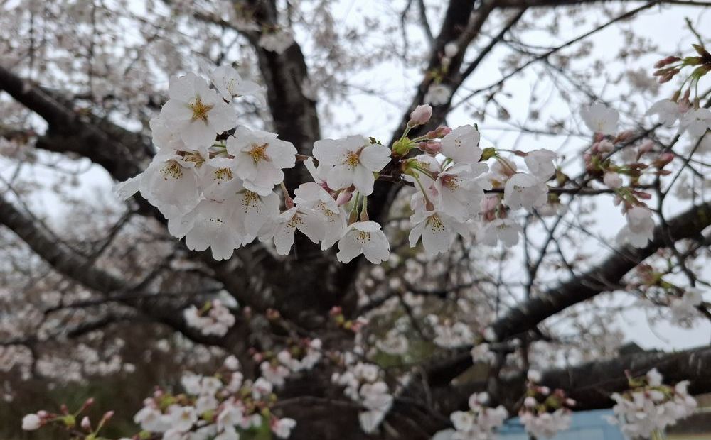 20240407_075405桜写真