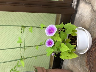 アサガオの画像