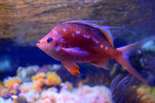 江の島水族館
