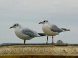 futta0168s