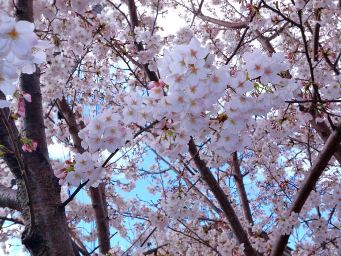 sakura