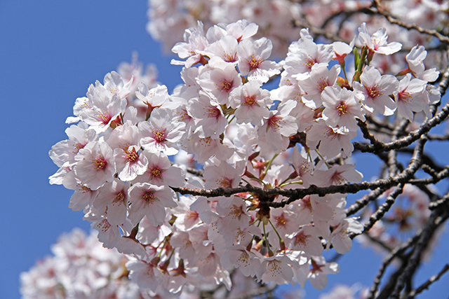 sakura