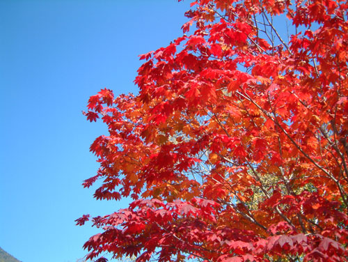 紅葉