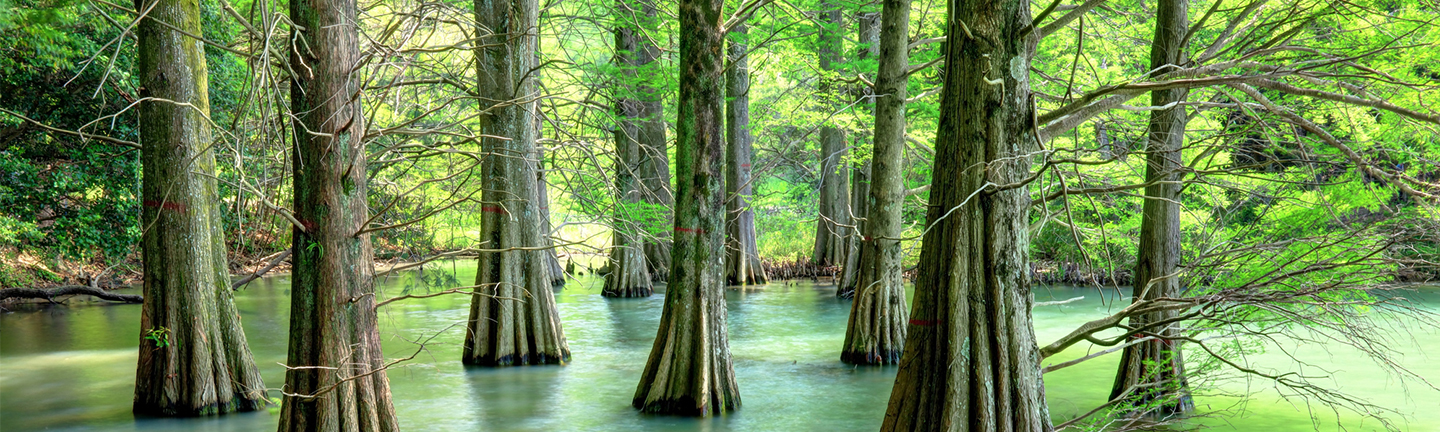 sagaguri_forest