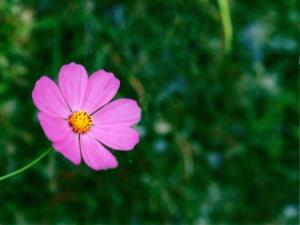 16flower