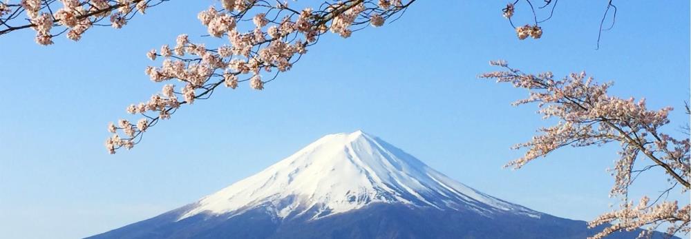 富士山桜 (2)