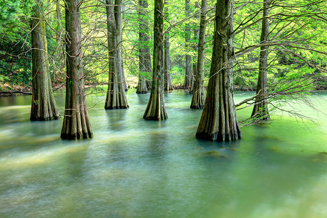 sagaguri_forest