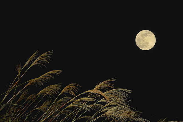 susuki_moon