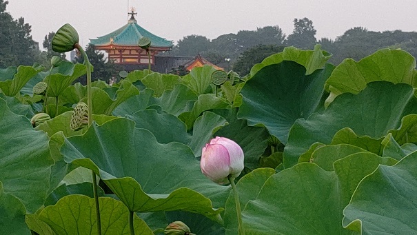 DSC_0096－不忍池②