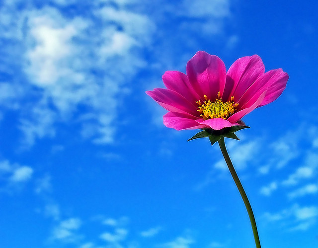 Cosmos_01