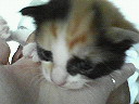 200707011子猫