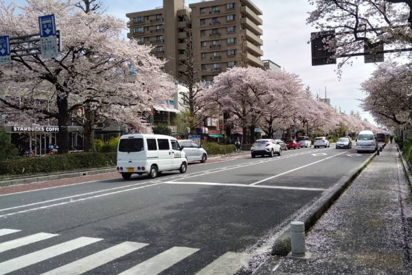 大学通りの桜600